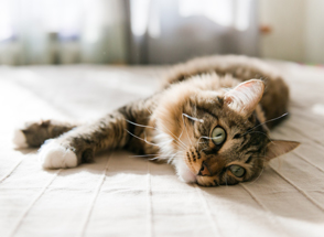 Pets at Home - enjoying benefits of increased pet ownership