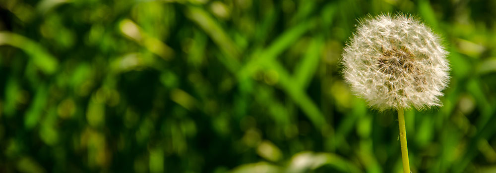 UK Income Shares - What happens next?